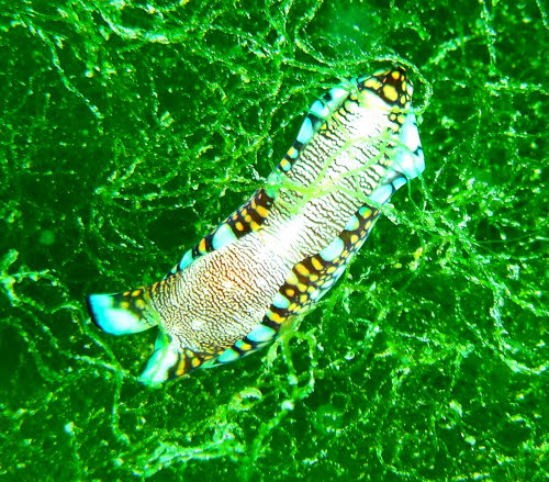 Philinopsis reticulata aCIMG8890