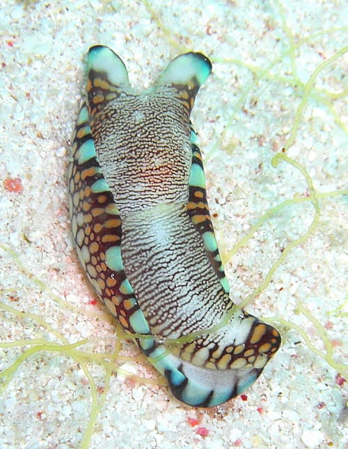 Philinopsis reticulata aCIMG8892