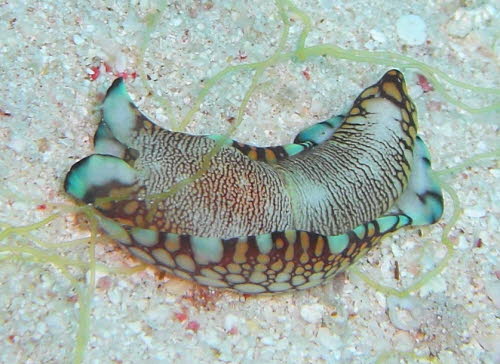 Philinopsis reticulata aCIMG8893