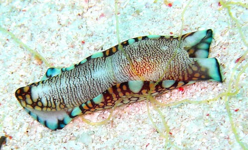 Philinopsis reticulata aCIMG8895