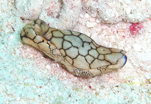 Philinopsis sp 45 aCIMG8882