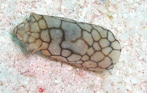 Philinopsis sp 45 aCIMG8883