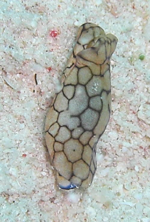 Philinopsis sp 45 aCIMG8885