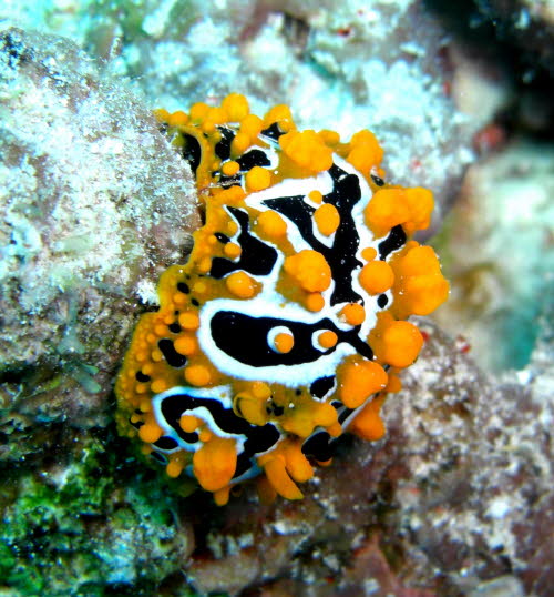 Phyllidia ocellata CIMG2463