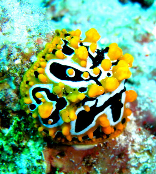 Phyllidia ocellata CIMG2464