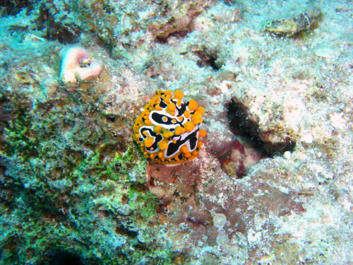Phyllidia ocellata CIMG2465