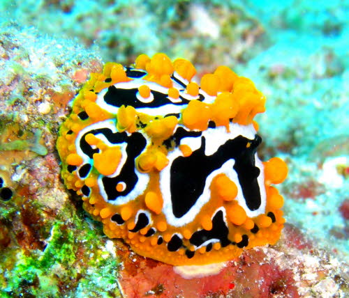 Phyllidia ocellata CIMG2467