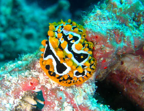 Phyllidia ocellata CIMG2468