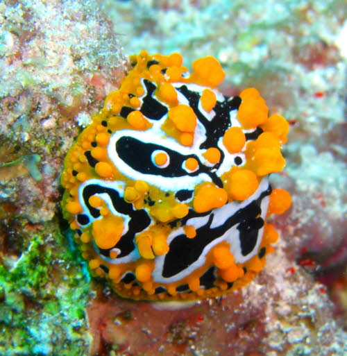 Phyllidia ocellata CIMG2471