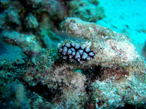 Phyllidia pustulosa (1121)