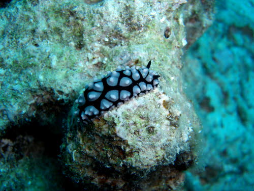 Phyllidia pustulosa (1127)