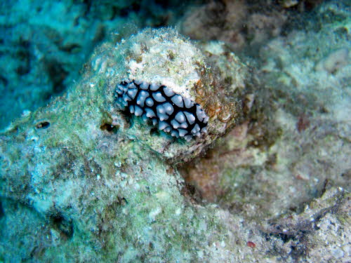 Phyllidia pustulosa (1128)