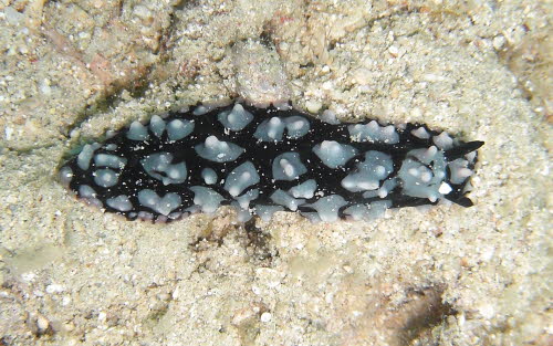 Phyllidia pustulosa aCIMG6899