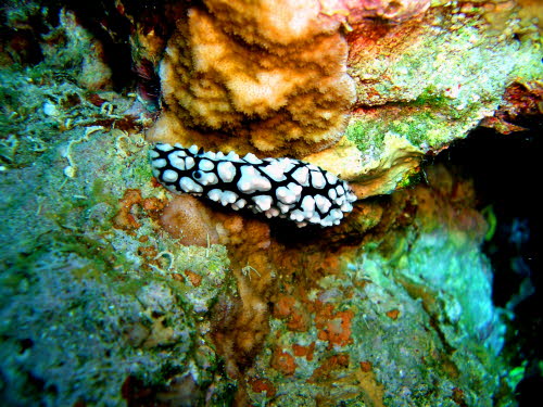 Phyllidia pustulosa aCIMG9738