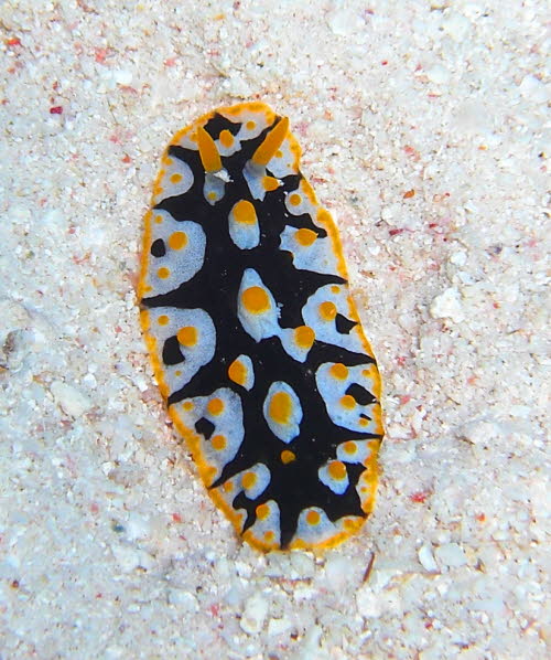 Phyllidia rueppelli mCIMG9947