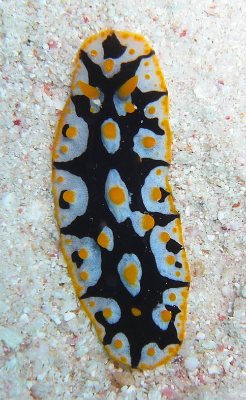 Phyllidia rueppelli mCIMG9950