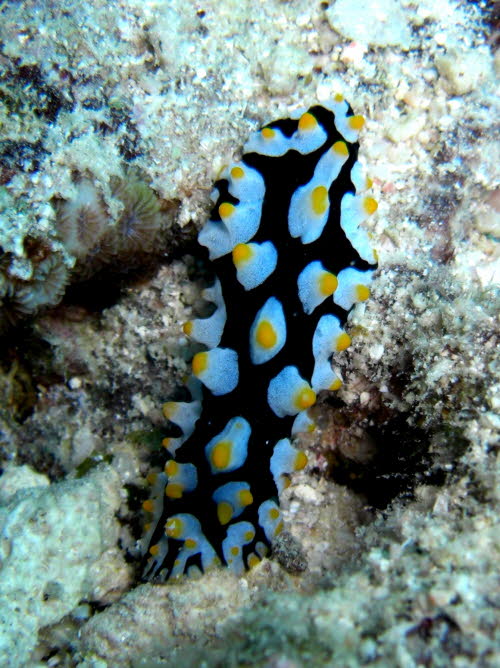 Phyllidia rueppellii 0709-1 (10)