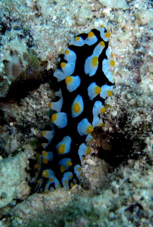 Phyllidia rueppellii 0709-1 (196)