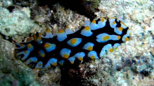 Phyllidia rueppellii 0709-1 (197)