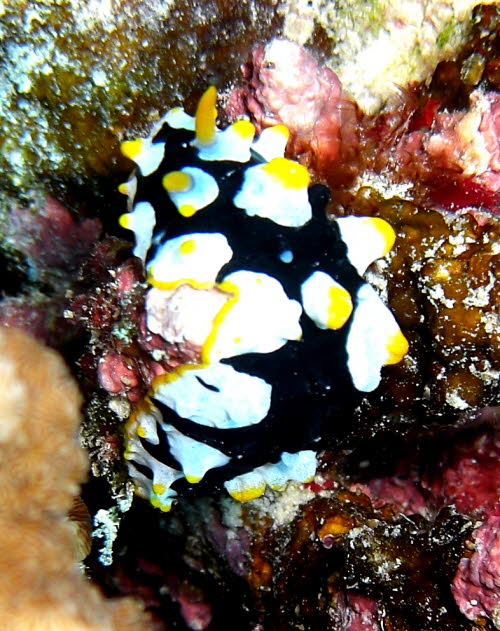 Phyllidia rueppellii aCIMG8453