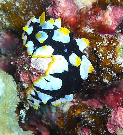 Phyllidia rueppellii aCIMG8455
