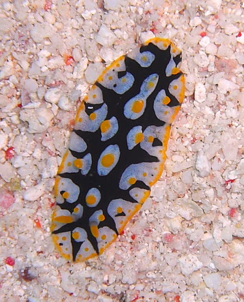 Phyllidia rueppellii gCIMG0019