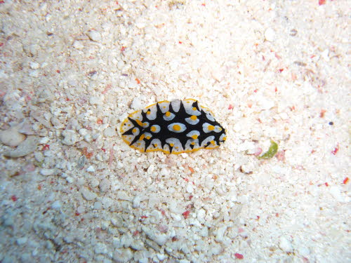 Phyllidia ruppelli CIMG6199