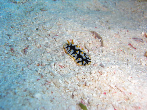 Phyllidia ruppelli CIMG6204