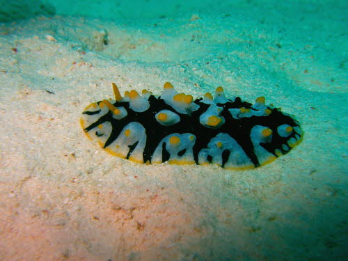 Phyllidia ruppellii  (2889)