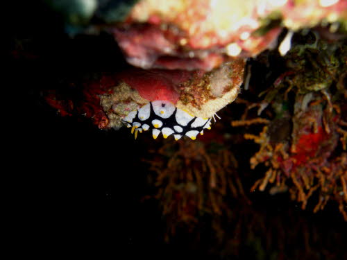 Phyllidia schupporum  (1099)