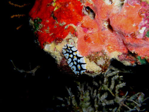 Phyllidia schupporum (1100)