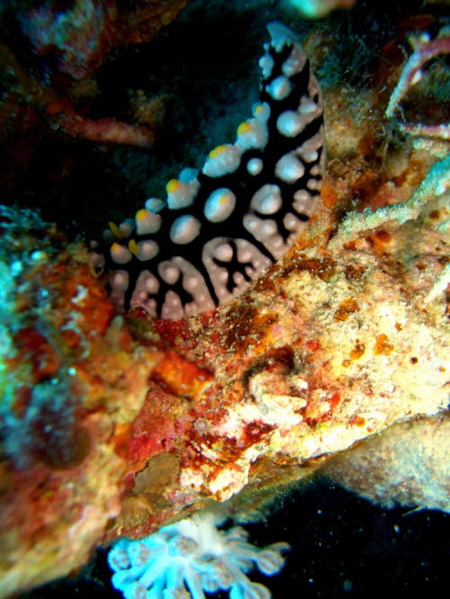 Phyllidia schupporum (1689)