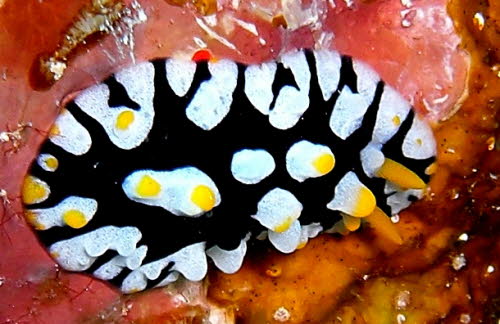 Phyllidia schupporum  aCIMG4239