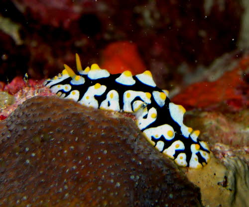 Phyllidia schupporum 0709-1 (193)