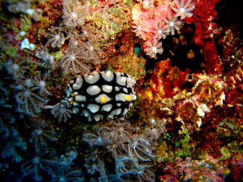 Phyllidia schupporum aCIMG1235