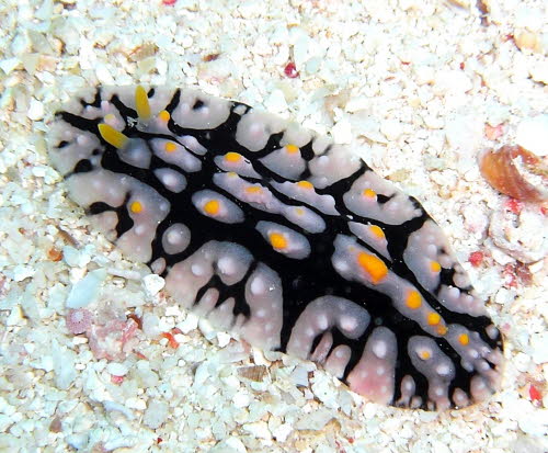 Phyllidia schupporum aCIMG7486