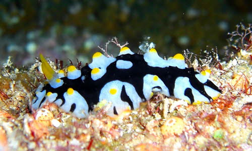 Phyllidia schupporum aCIMG9358