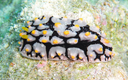 Phyllidia schupporum gCIMG6066