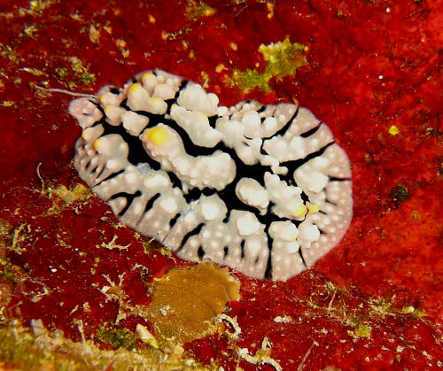 Phyllidia schupporum gCIMG6145