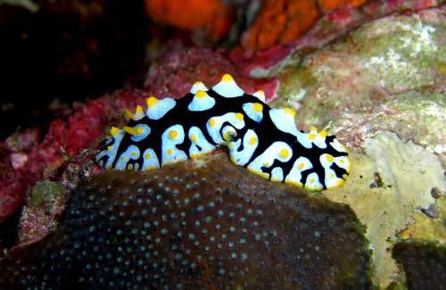 Phyllidia schupporum