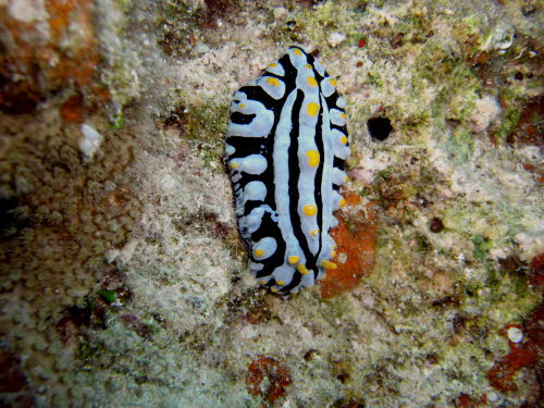 Phyllidia varicosa  (1619)