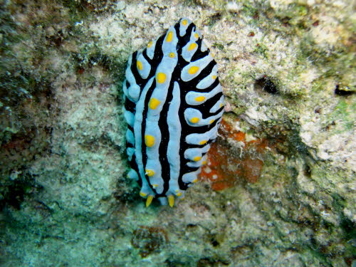 Phyllidia varicosa  (1621)