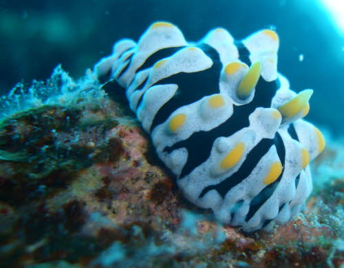 Phyllidia varicosa  (3333)