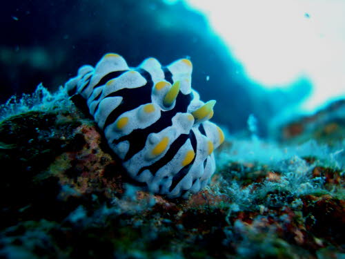 Phyllidia varicosa  (3334)