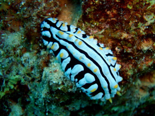Phyllidia varicosa  (3336)