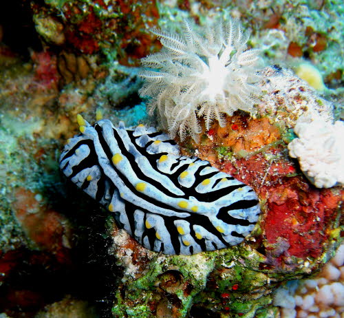 Phyllidia varicosa  yCIMG5413