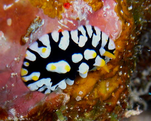 Phyllidia varicosa ACIMG4238