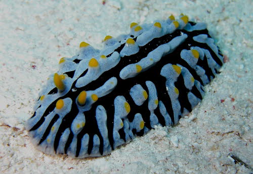 Phyllidia varicosa aCIMG3907