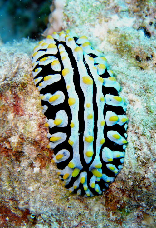 Phyllidia varicosa aCIMG3938