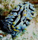 Phyllidia varicosa aCIMG3955
